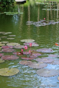 Guadeloupe Août 2015-02652  